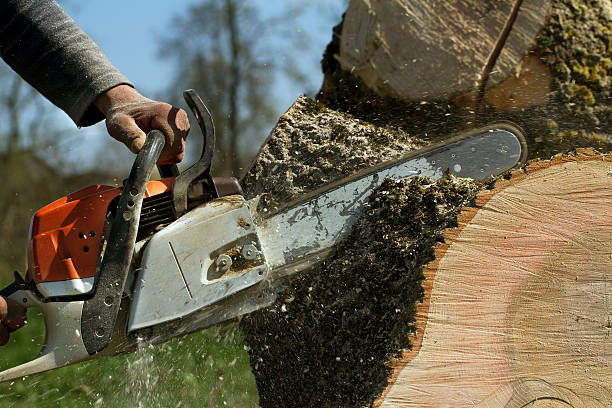 Residential Tree Removal in York, PA